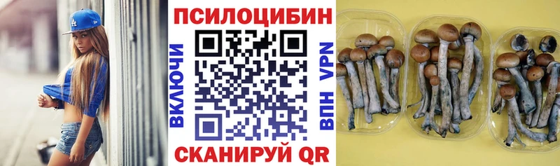Псилоцибиновые грибы Psilocybine cubensis  KRAKEN ссылки  Саянск 
